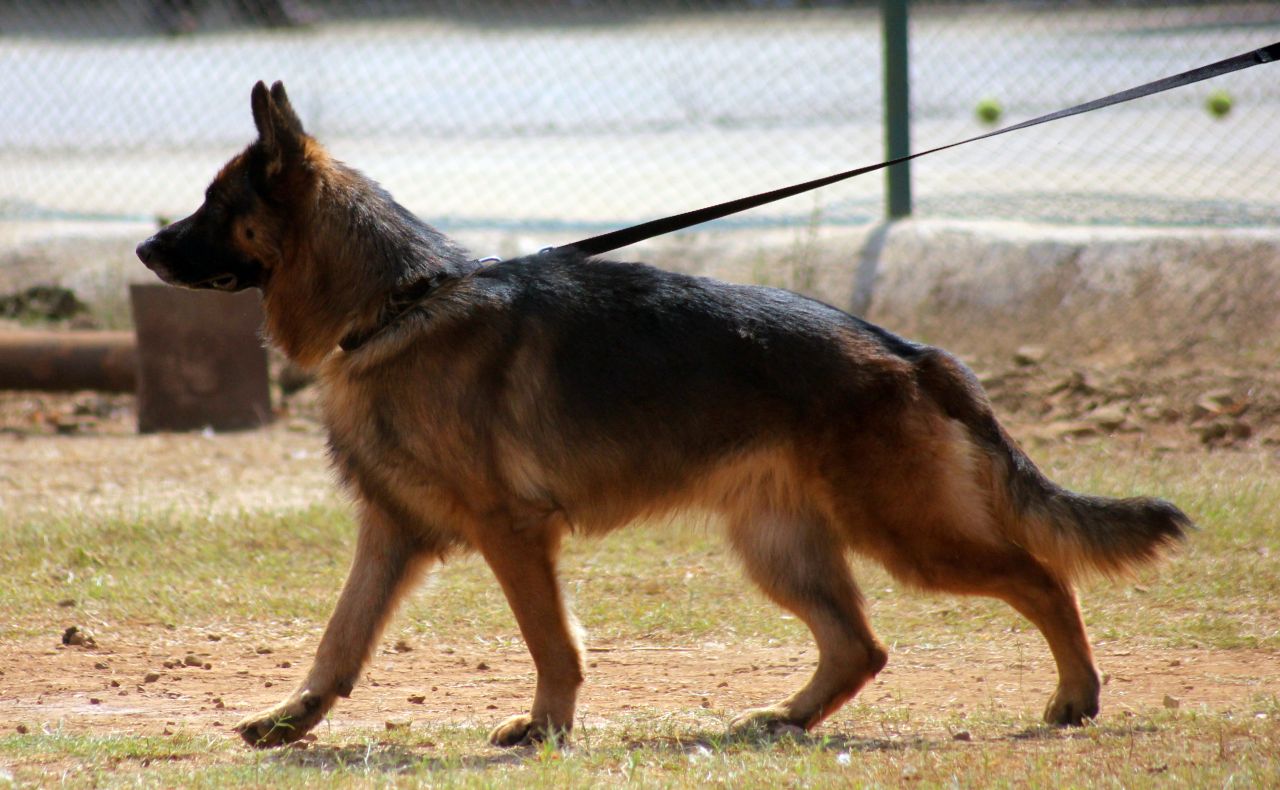 German Shepherd Walking Stock Free