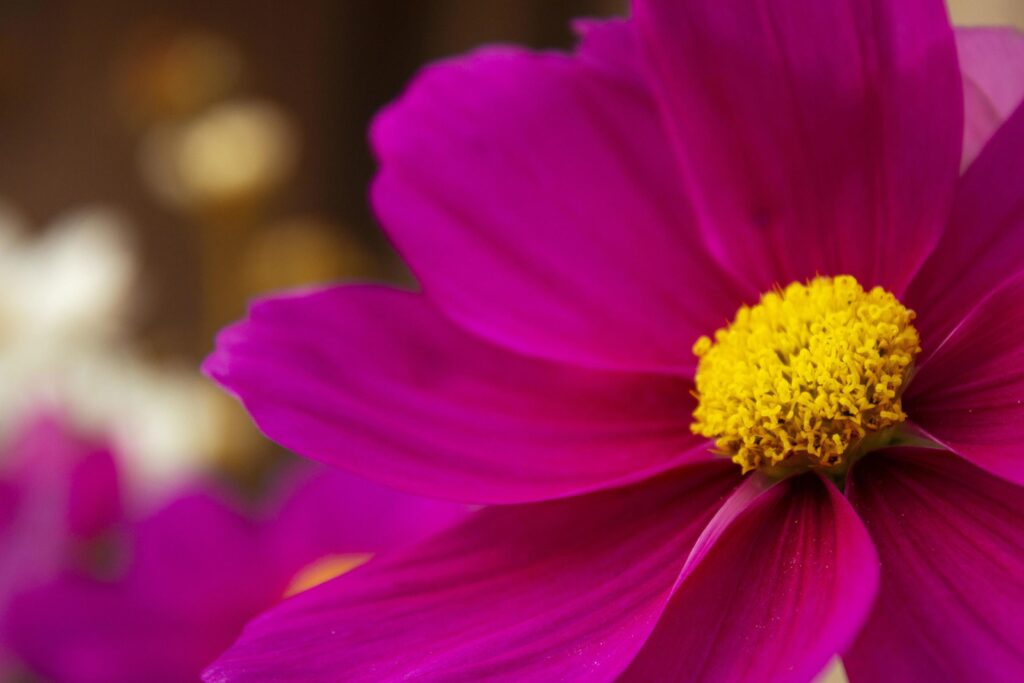 Bright Pink Fall Flower Closeup – Blue Zephyr Stock Free