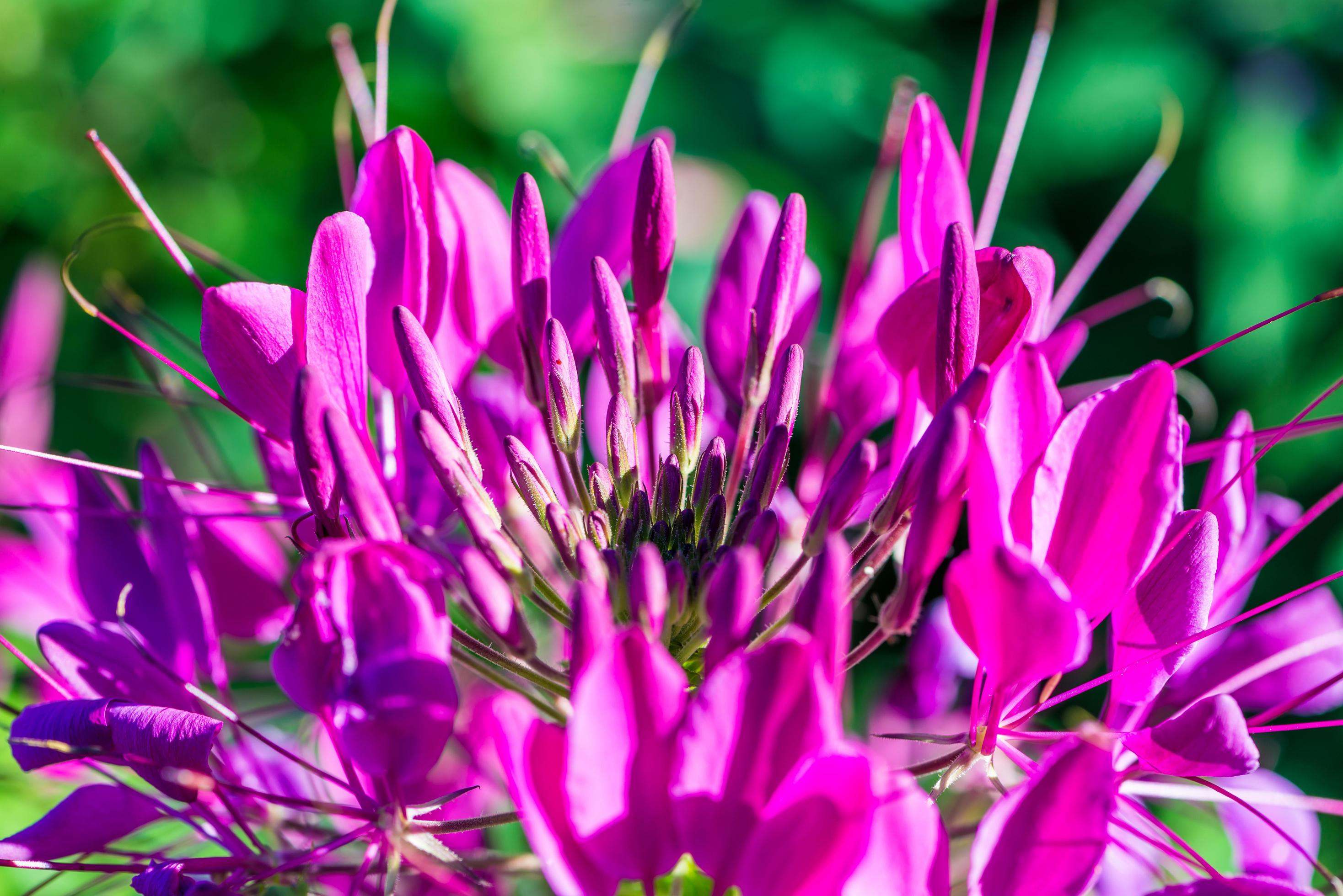 background nature Flower. Pink and purple flowers Stock Free