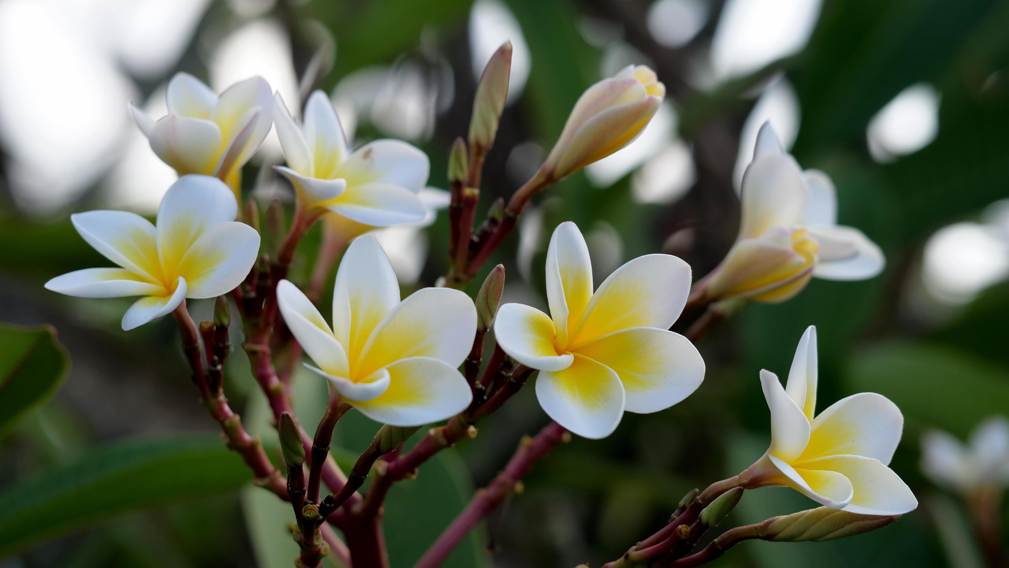 Frangipani flowers in the garden Stock Free