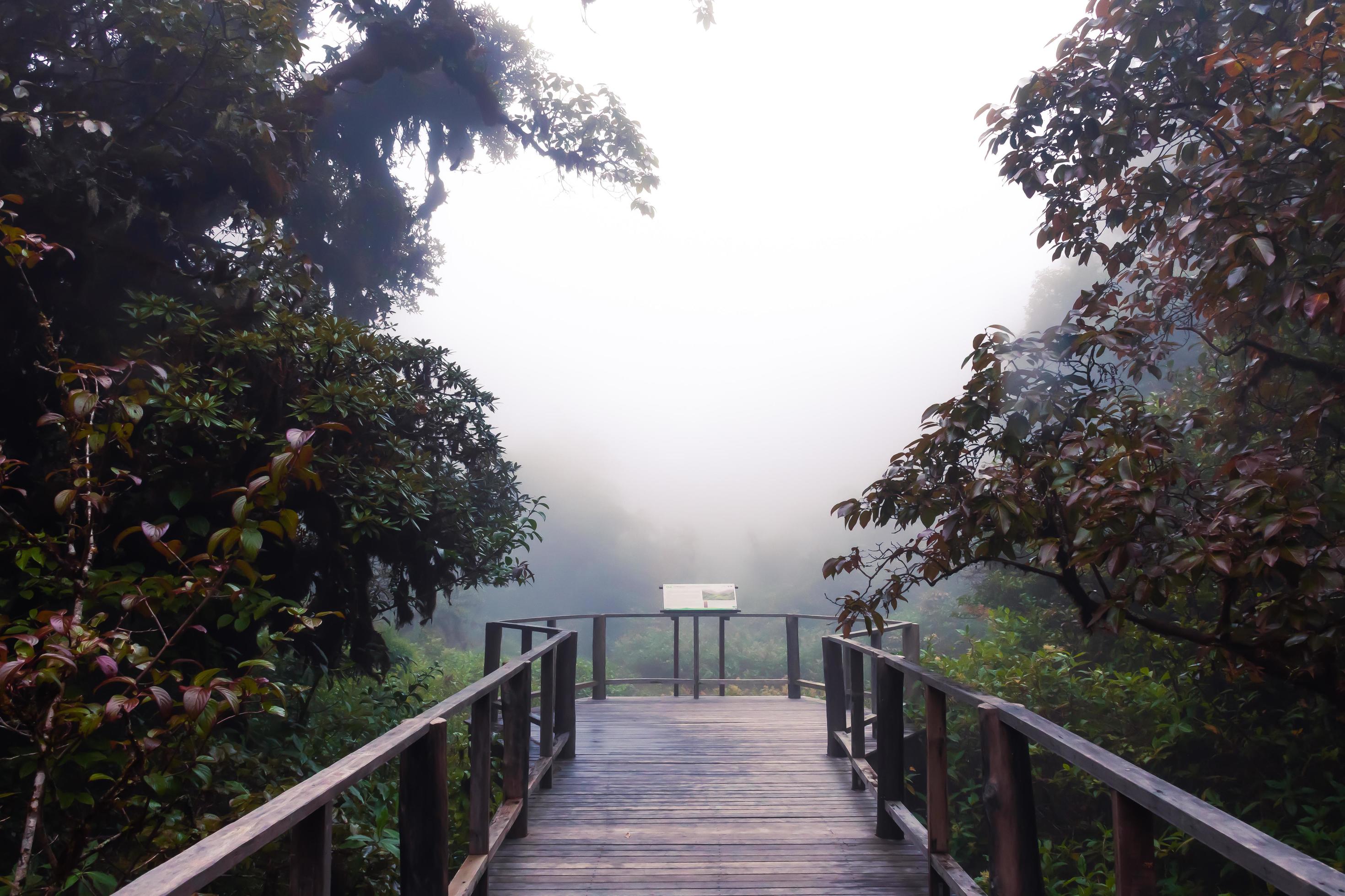 Beautiful rain forest at ang ka nature trail in doi inthanon national park, Thailand Stock Free