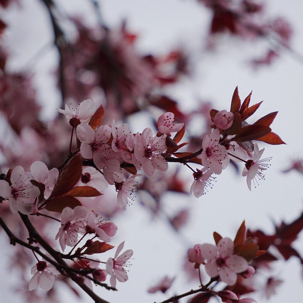 Pink flower plant in nature in the spring season Stock Free