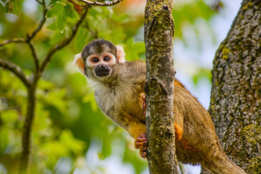 Squirrel monkey Stock Free