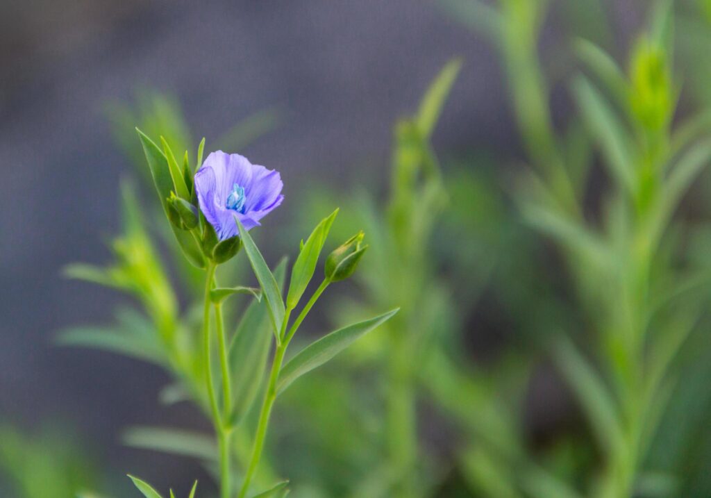 a budding blue flax flower in spring Stock Free