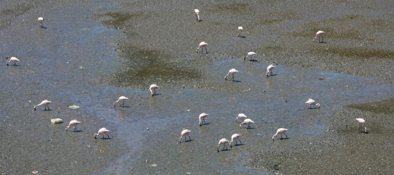 Flamingos Stock Free