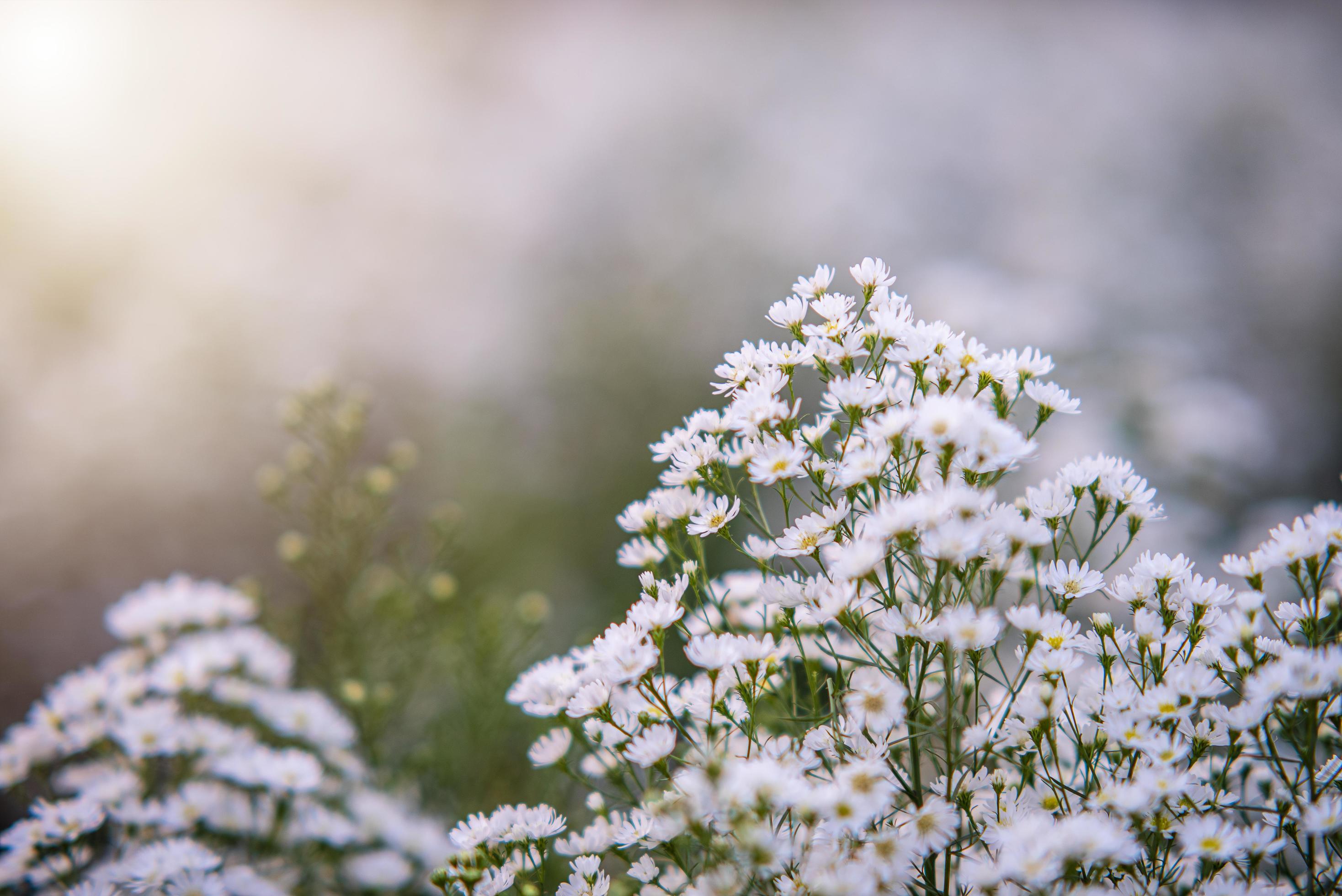 beautiful little white flowers spot focus soft focus for the background Stock Free