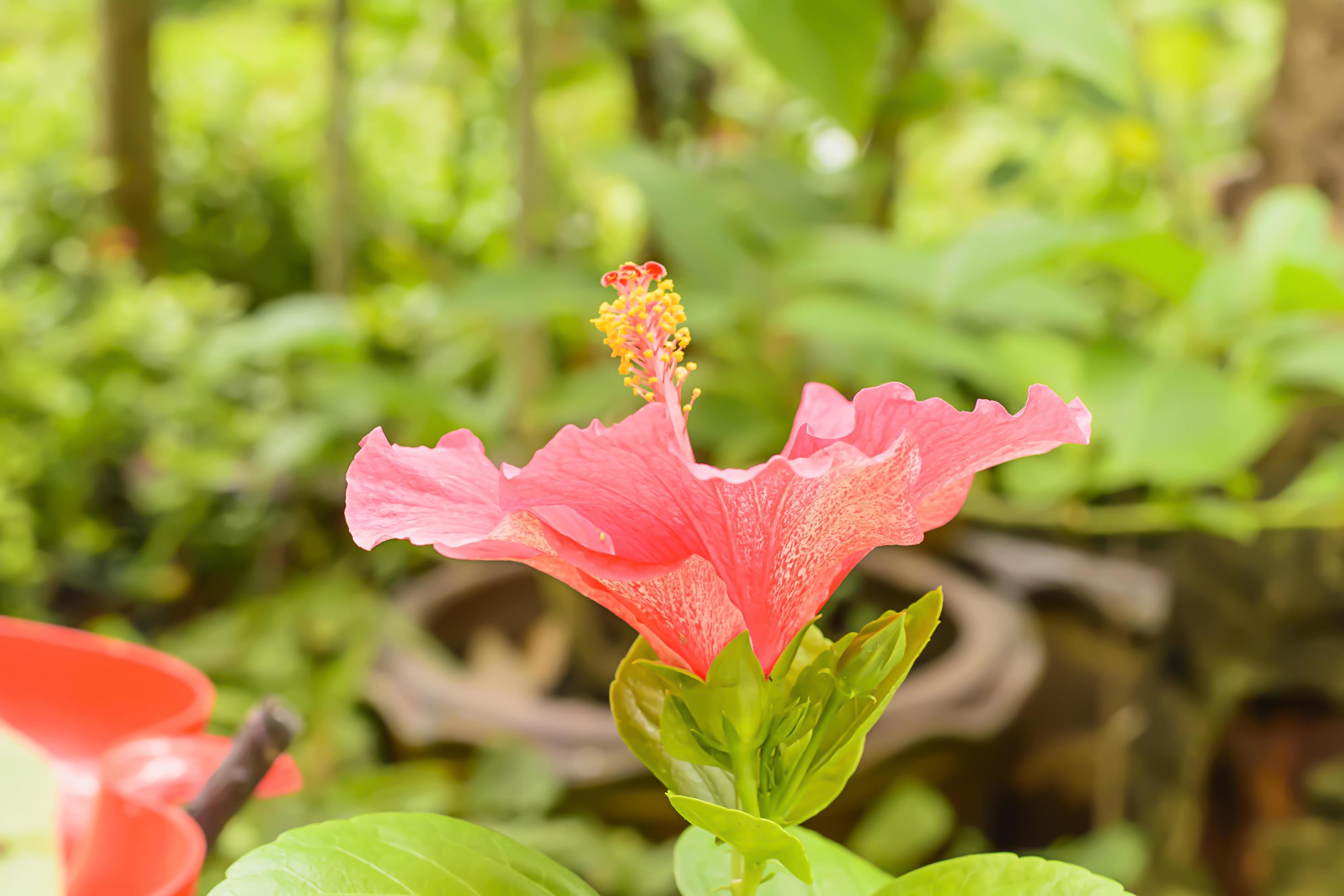 Hibiscus is a genus of flowering plants in the mallow family, Malvaceae. Stock Free