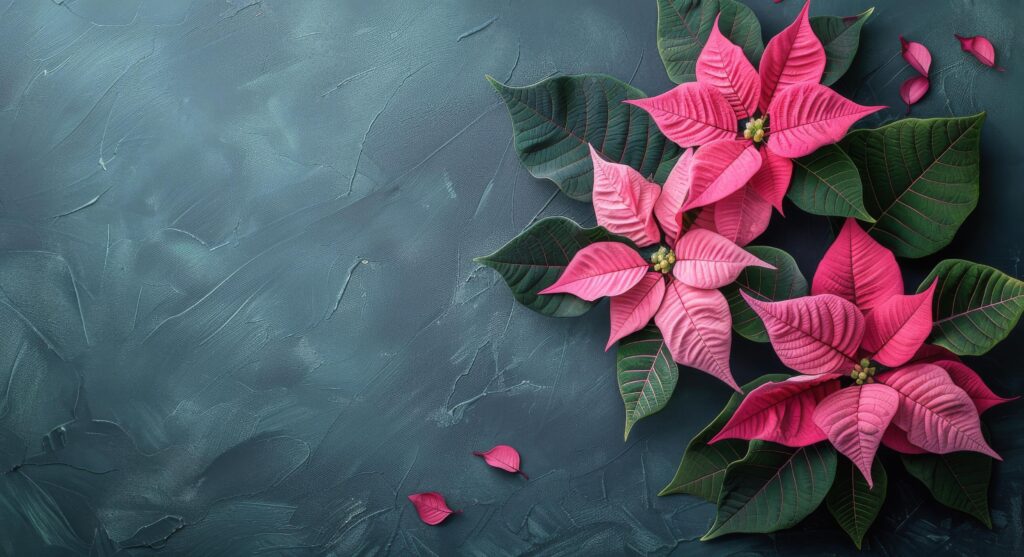 Pink Poinsettia Plant Leaves Against a Blue Background Stock Free