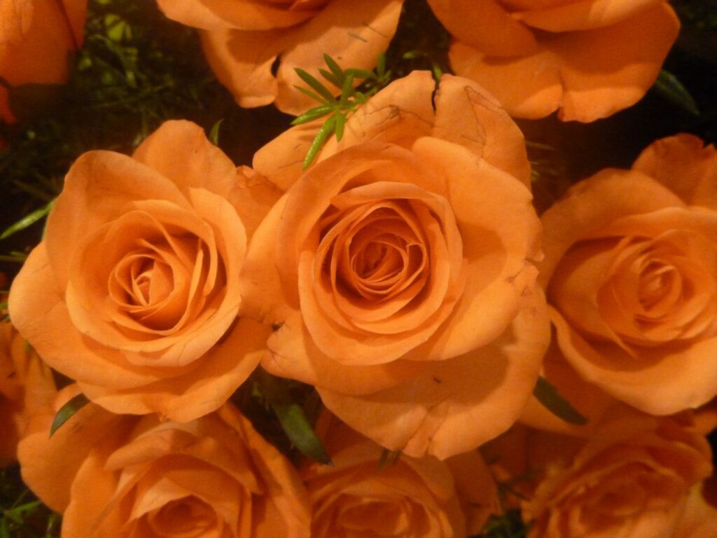 Orange Roses Stock Free