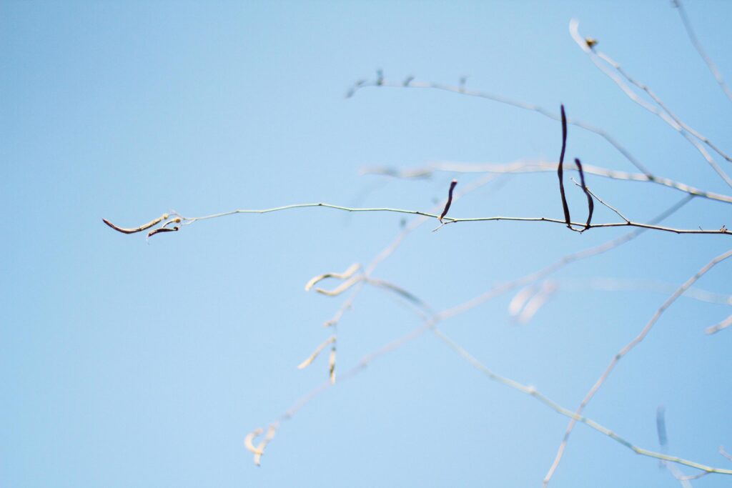 Soft Focus Dry branch with blue sky in summer and natural sunlight Stock Free