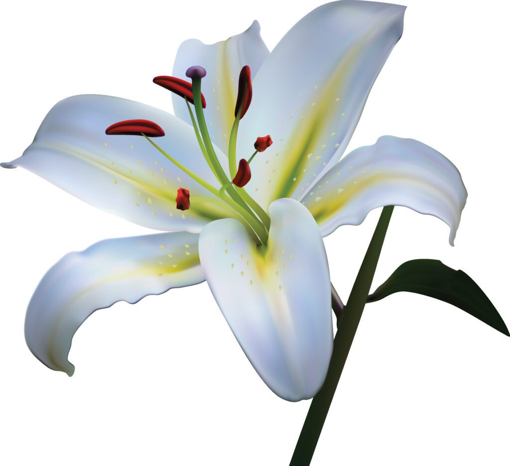 white light lily flower isolated on white background. Free Vector