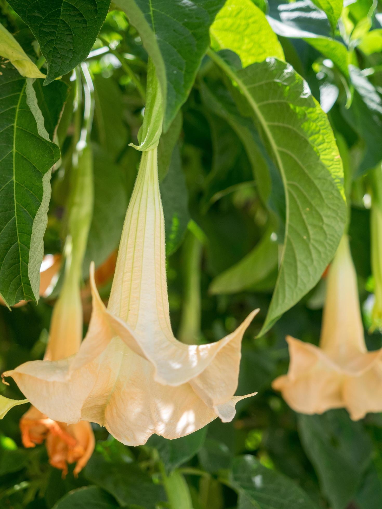 Brugmansia flowering in springtime in Estepona, Spain Stock Free