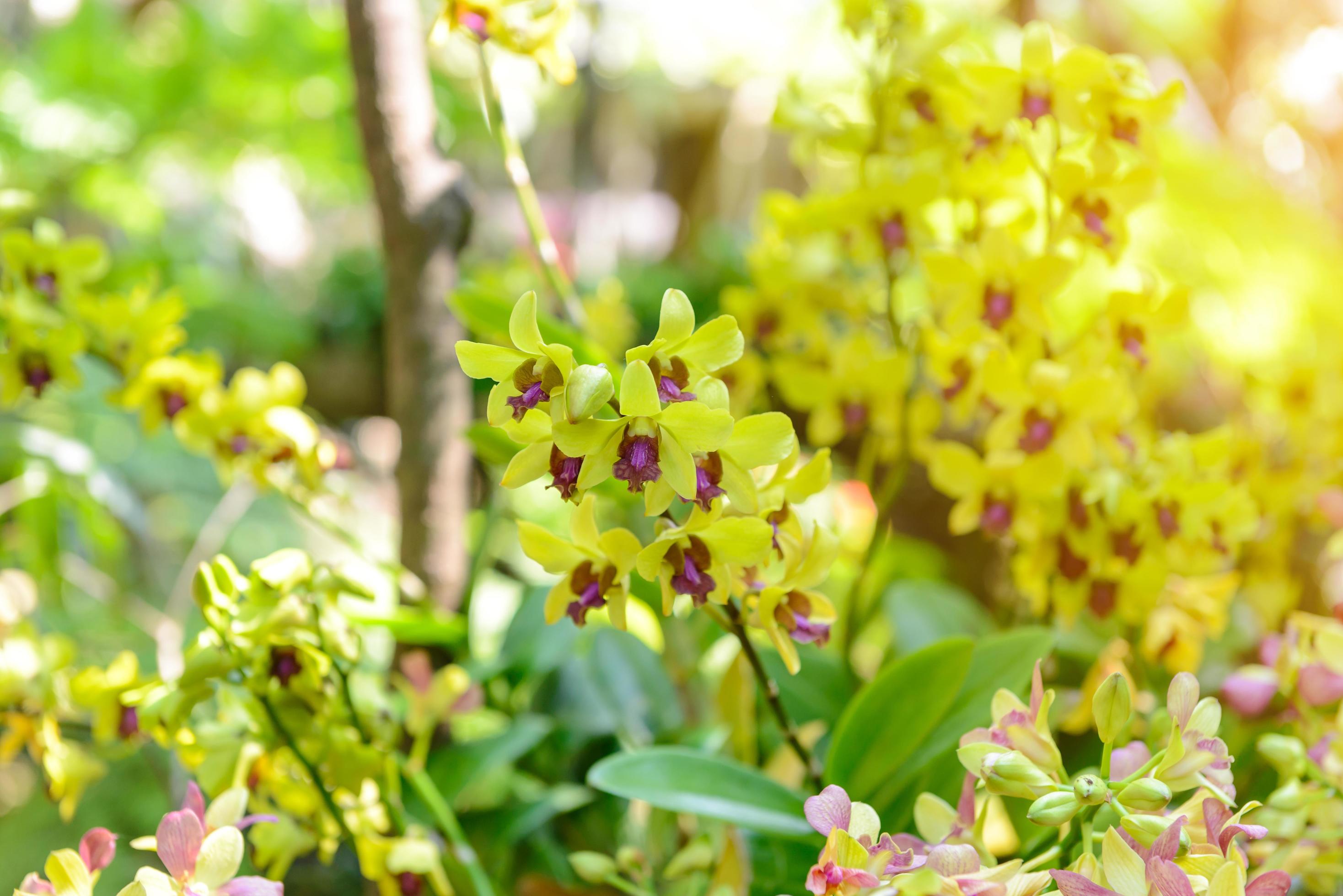 orchid flowers with natural background in the garden Stock Free