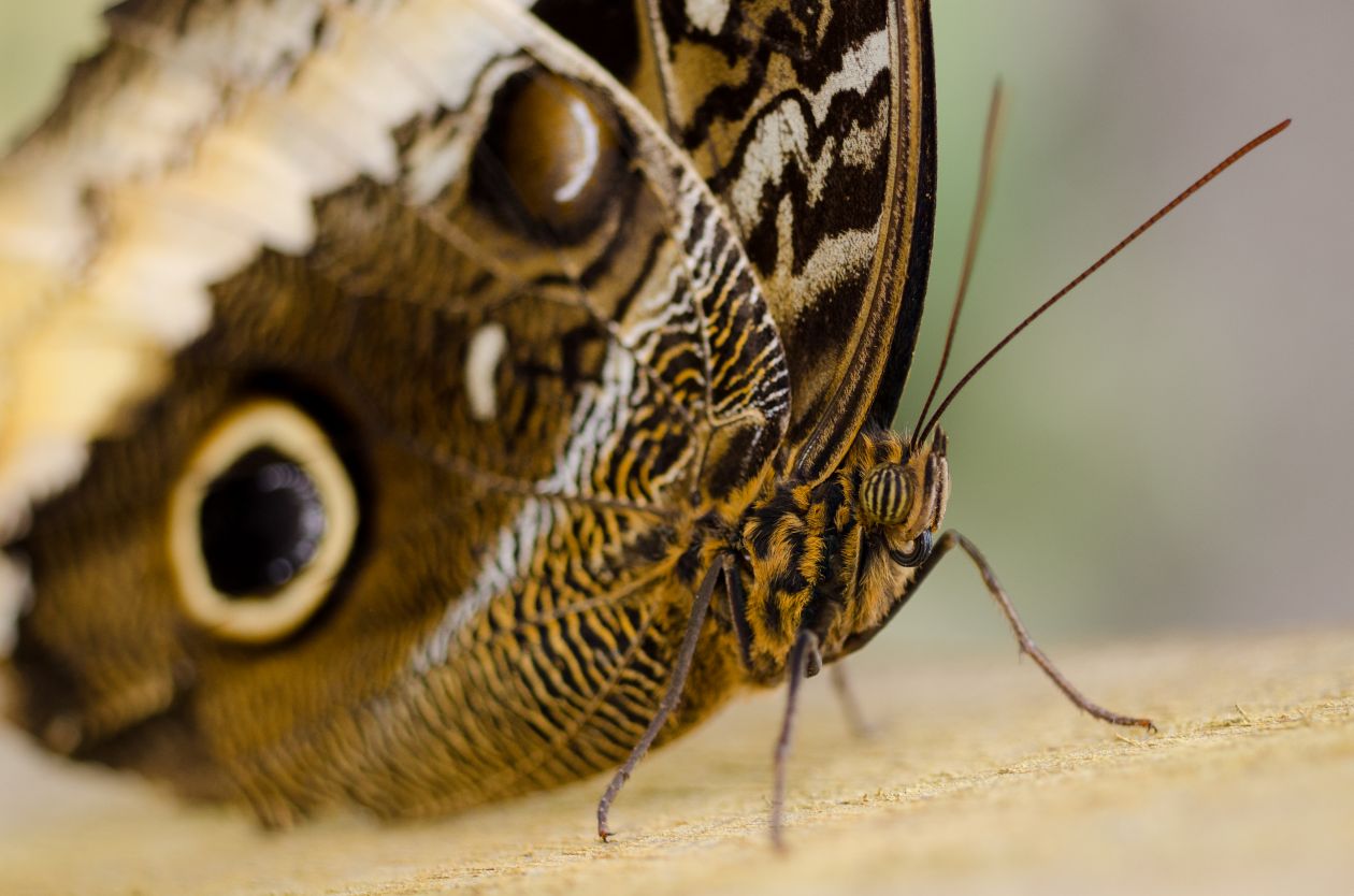 Butterfly close up Stock Free