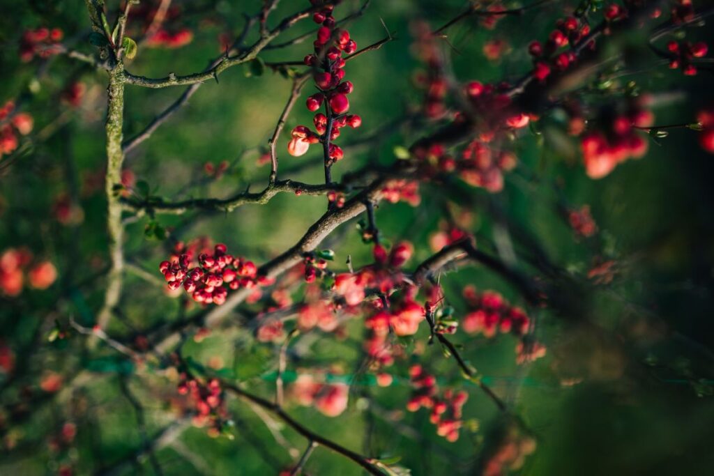 Red rowan on branches Stock Free