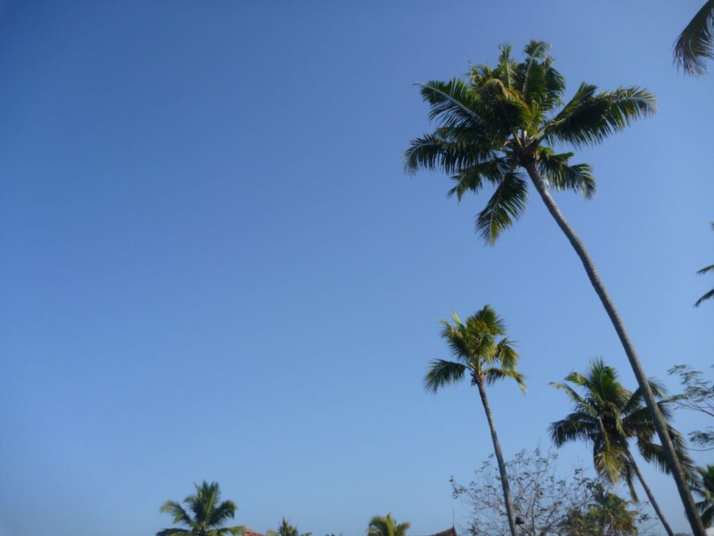 Coconut Trees Kerala Stock Free