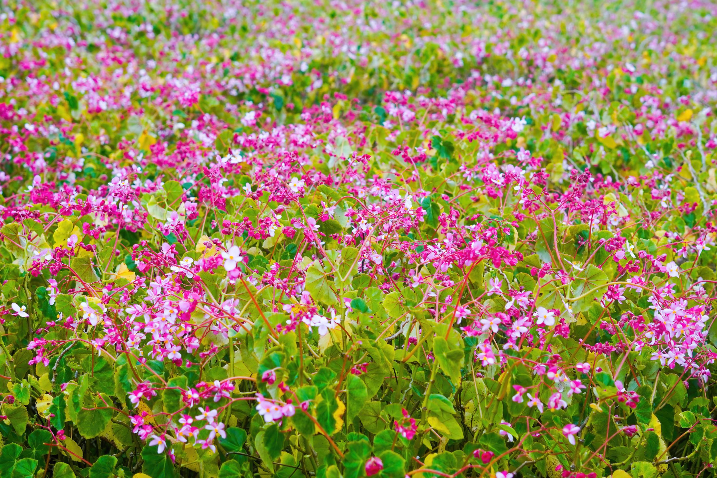 flowers garden park nature background premium photo Stock Free