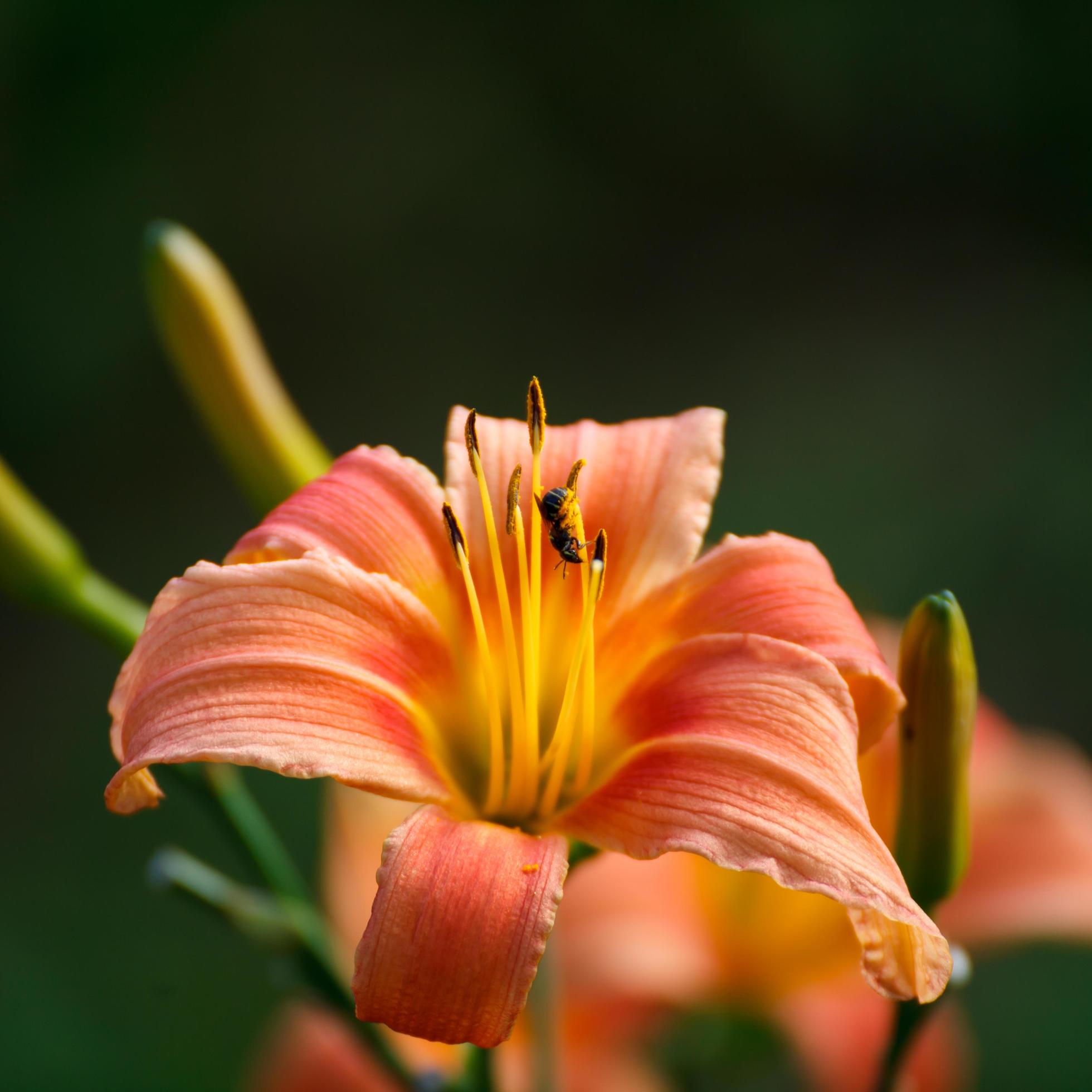 Close-up Bee collect pollen from lily flower Stock Free