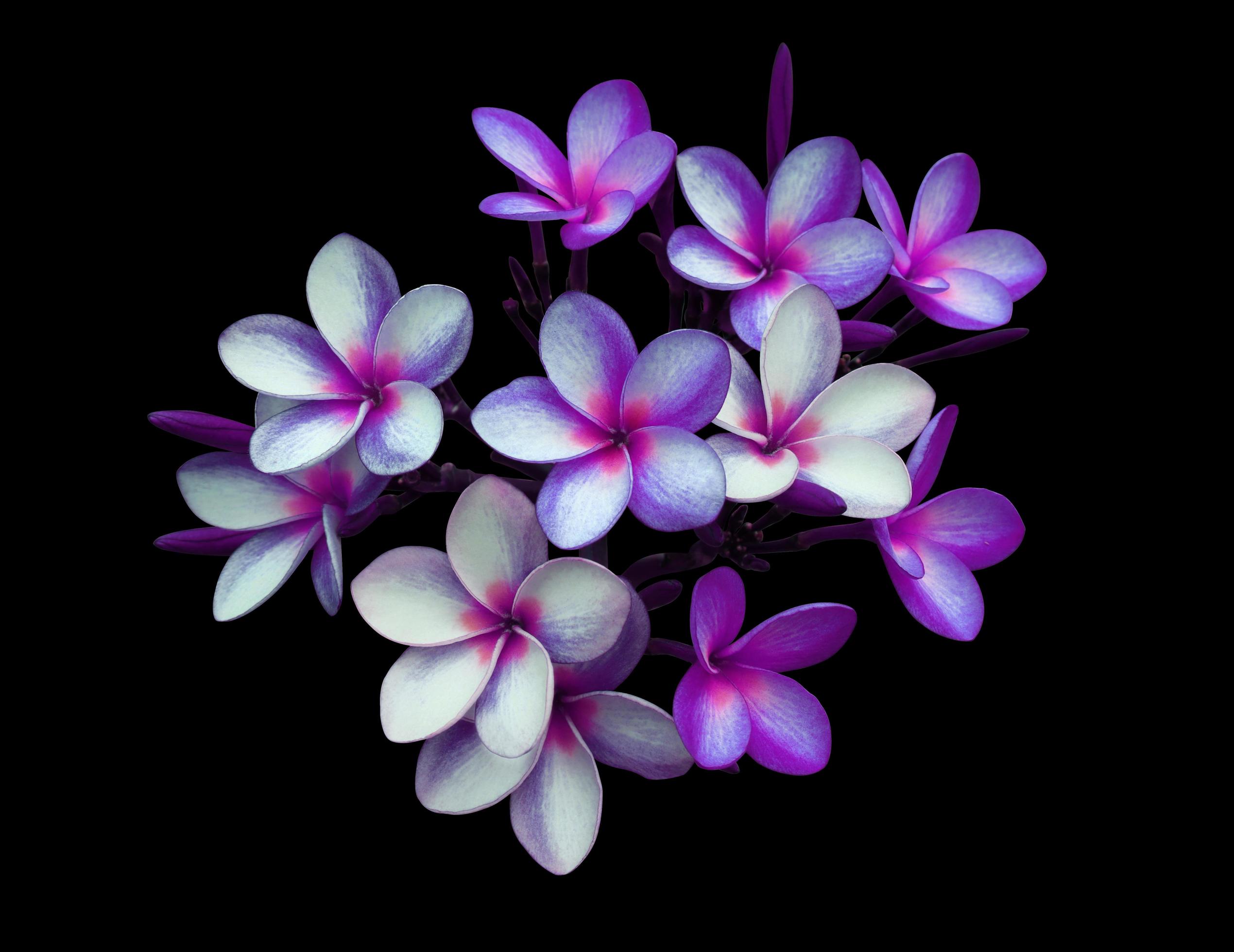 Plumeria or Frangipani flower. Close up exotic blue-purple flower bouquet isolated on black background. Top view flower bunch. Stock Free