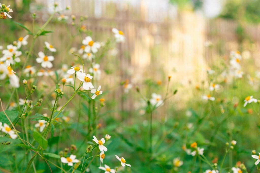 Flowers daisies in summer spring Summer natural Stock Free