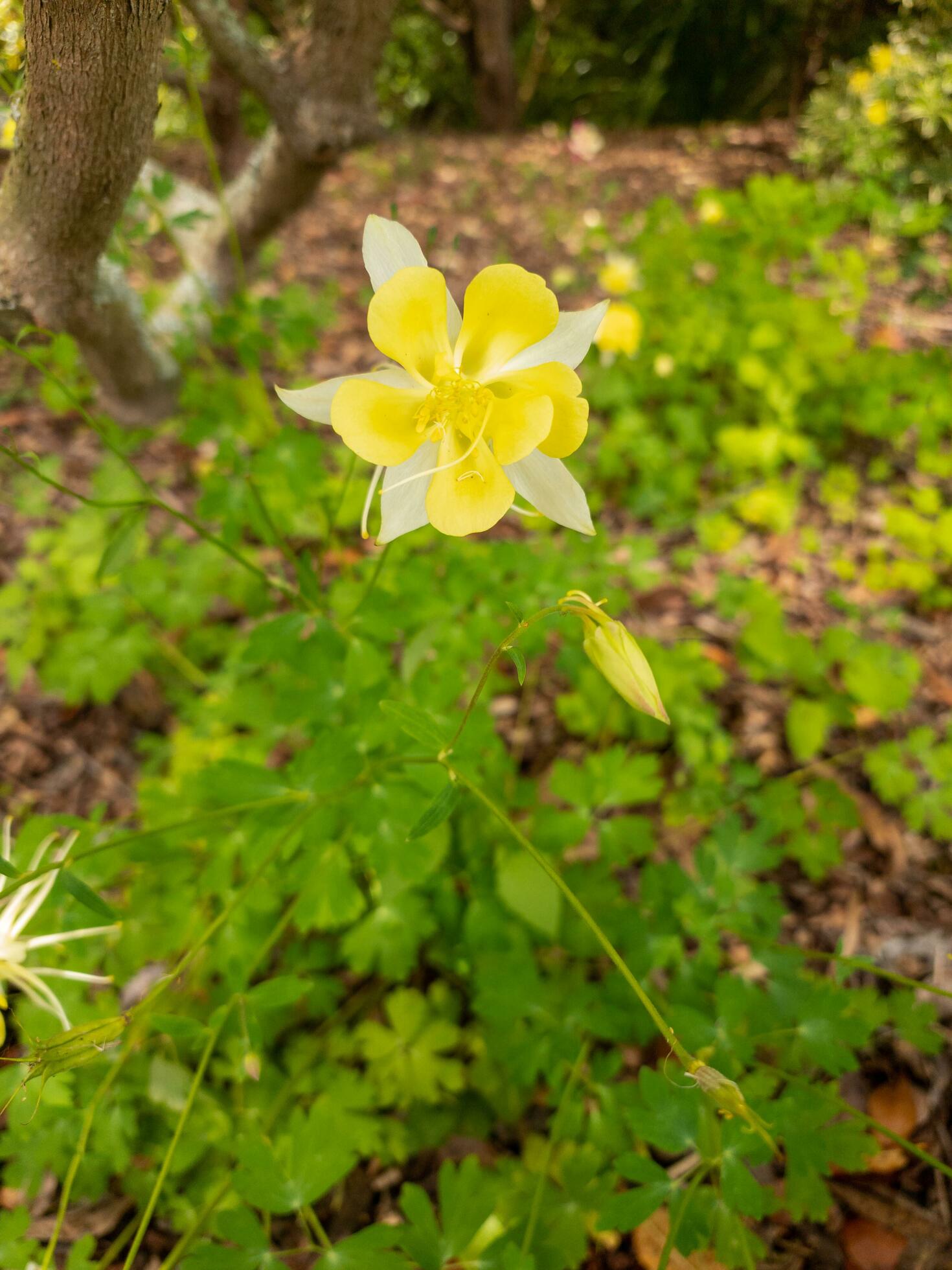 Yellow Columbine Flower Stock Free