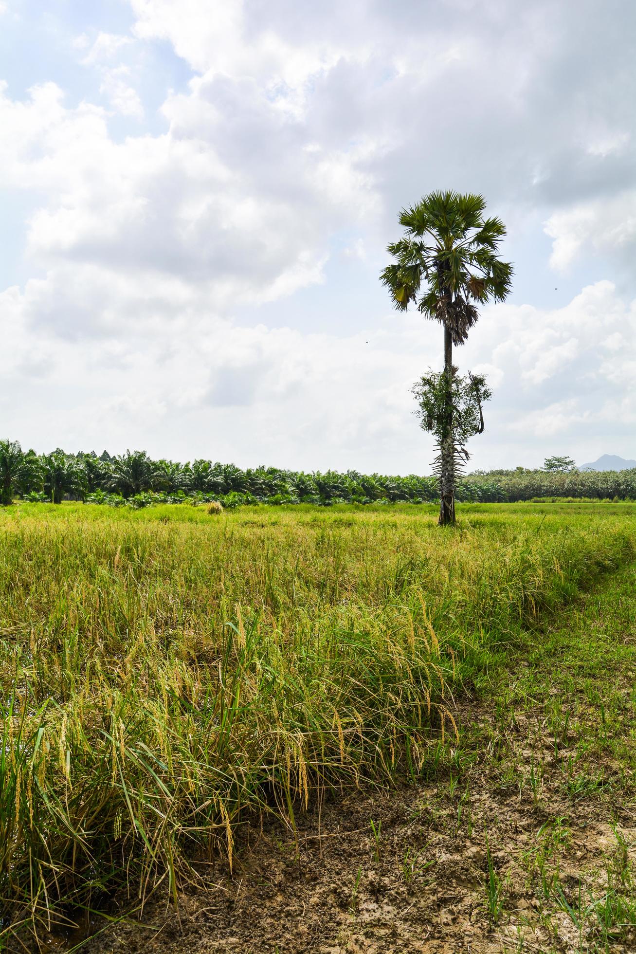 palm tree and farm rice beutiful nature in south Thailand Stock Free