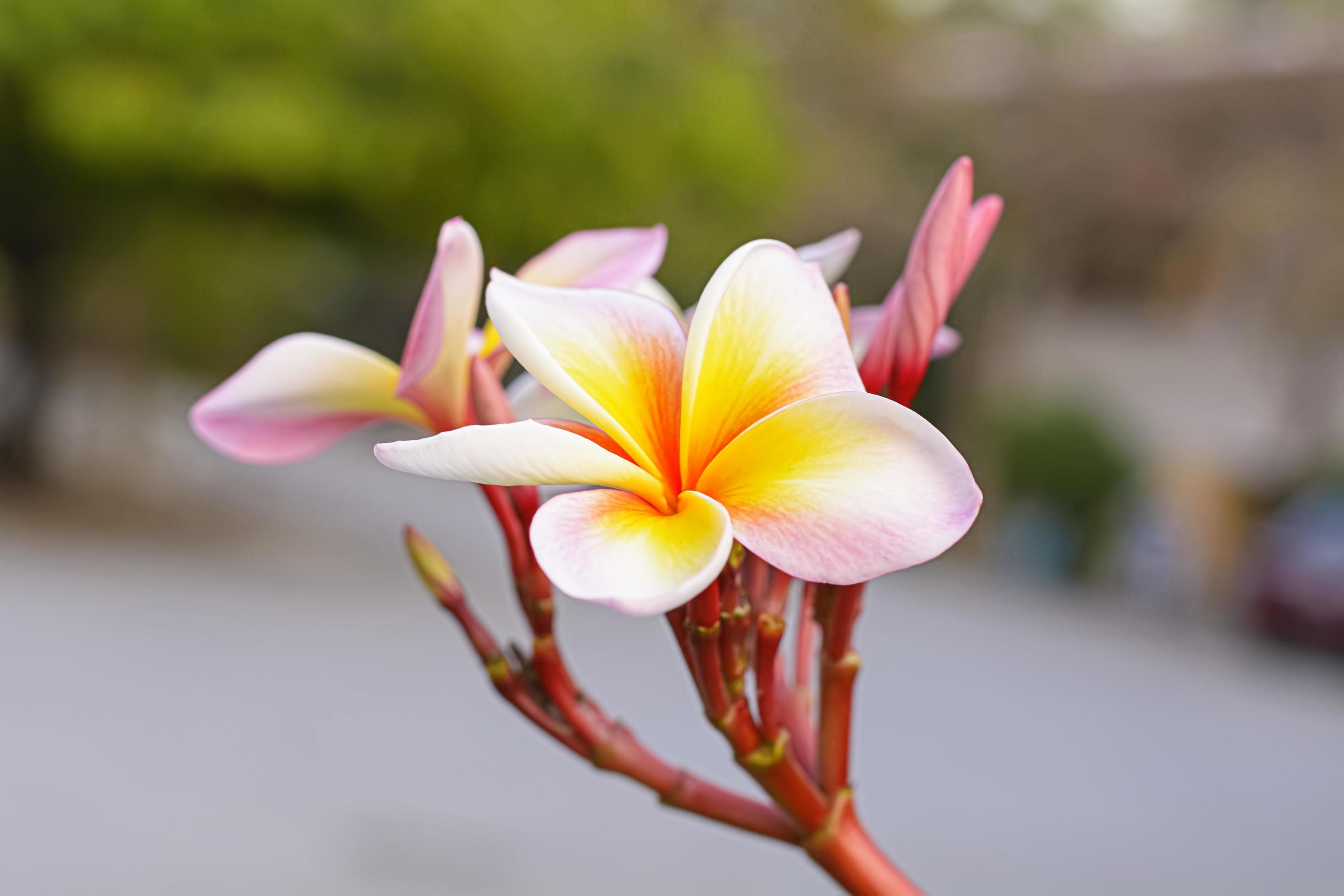 Plumeria flowers are so beautiful that popular in Thailand. Stock Free