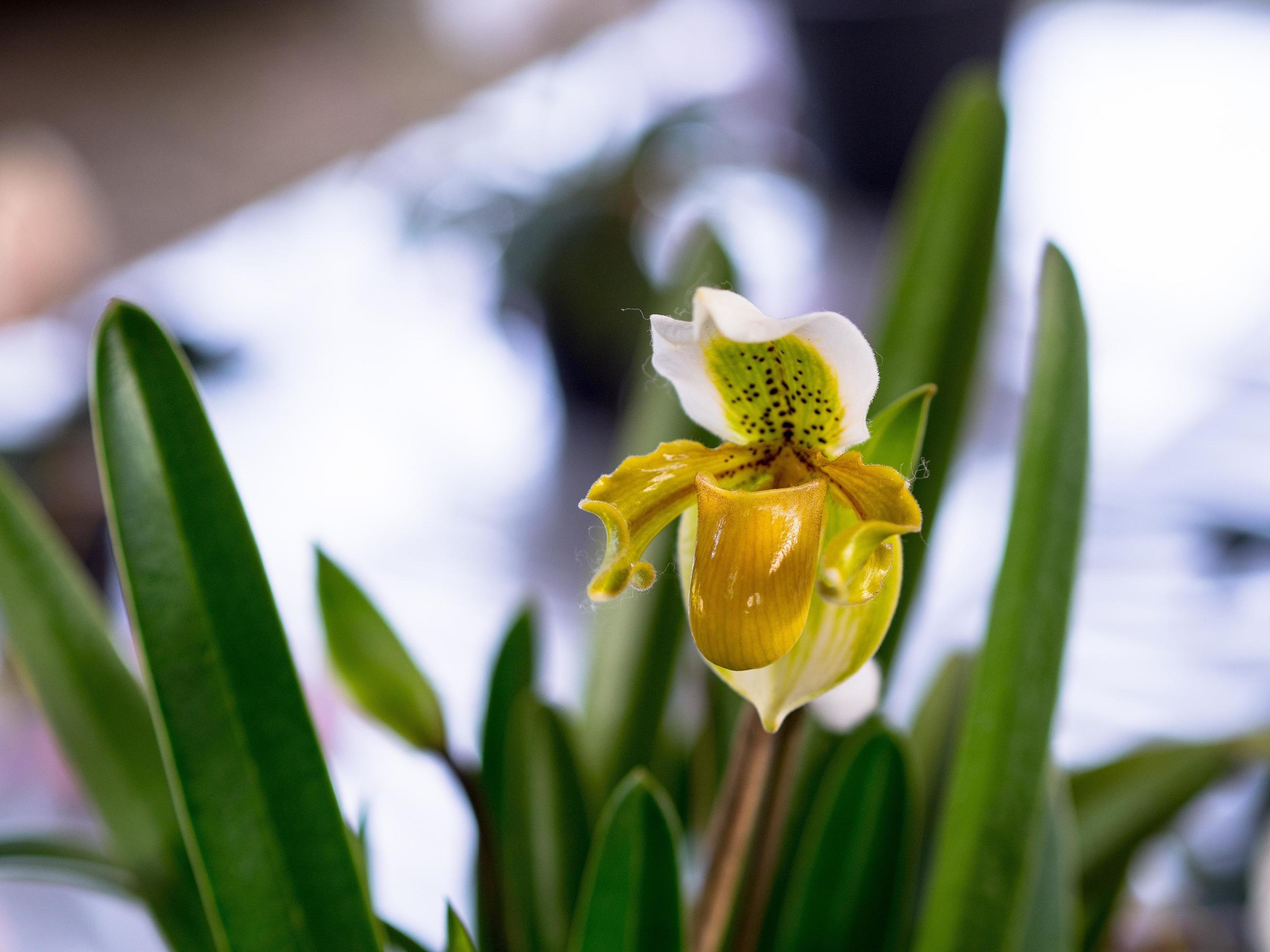 Lady Slipper, Paphiopedilum orchidaceae flowers in the park Stock Free