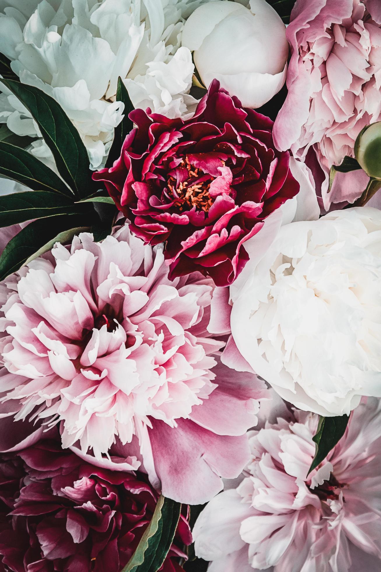 Peony flower background, summer flowers bouquet texture, overhead view Stock Free