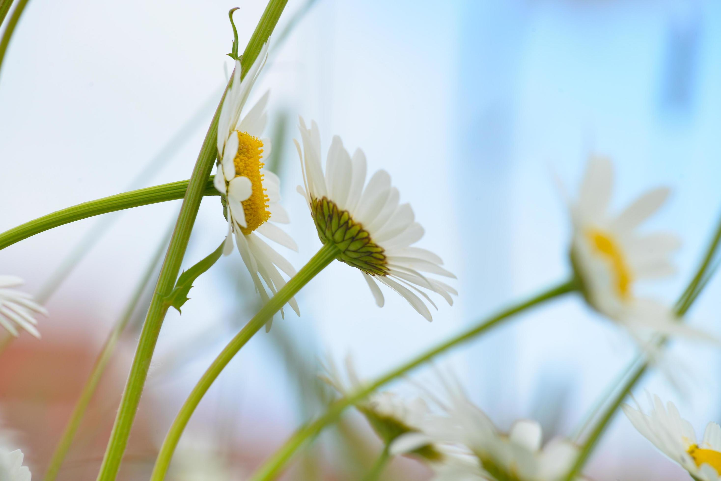 brightly colored chamomile flowers. side view Stock Free