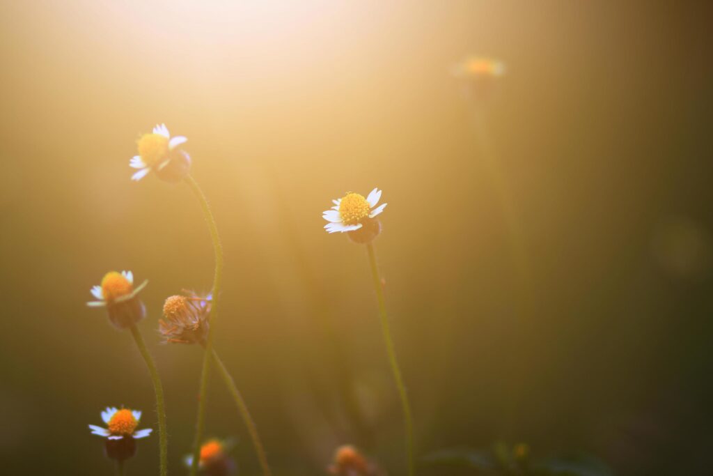 Beautiful wild Camomile grass flowers in the meadow with natural sunlight. Stock Free