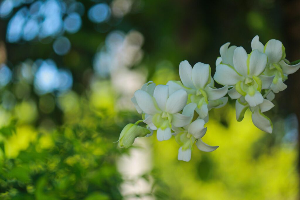 Beautiful white orchid natural background Stock Free