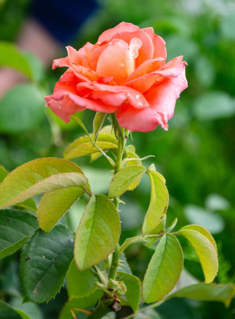 Scarlet rose in the garden on a sunny summer day. The beauty of flowers. Stock Free