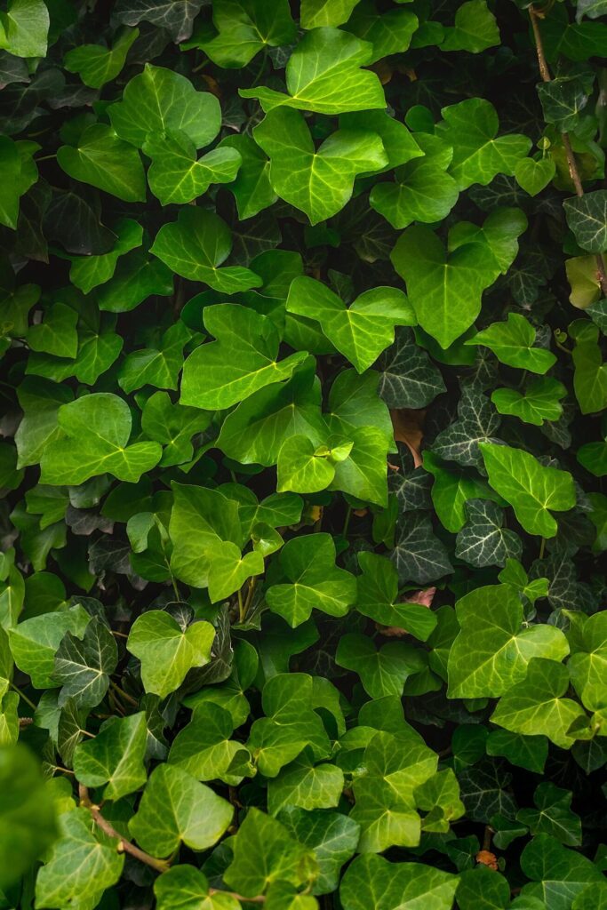 Ivy background with many green succulent leaves. Ivy leaves. Stock Free