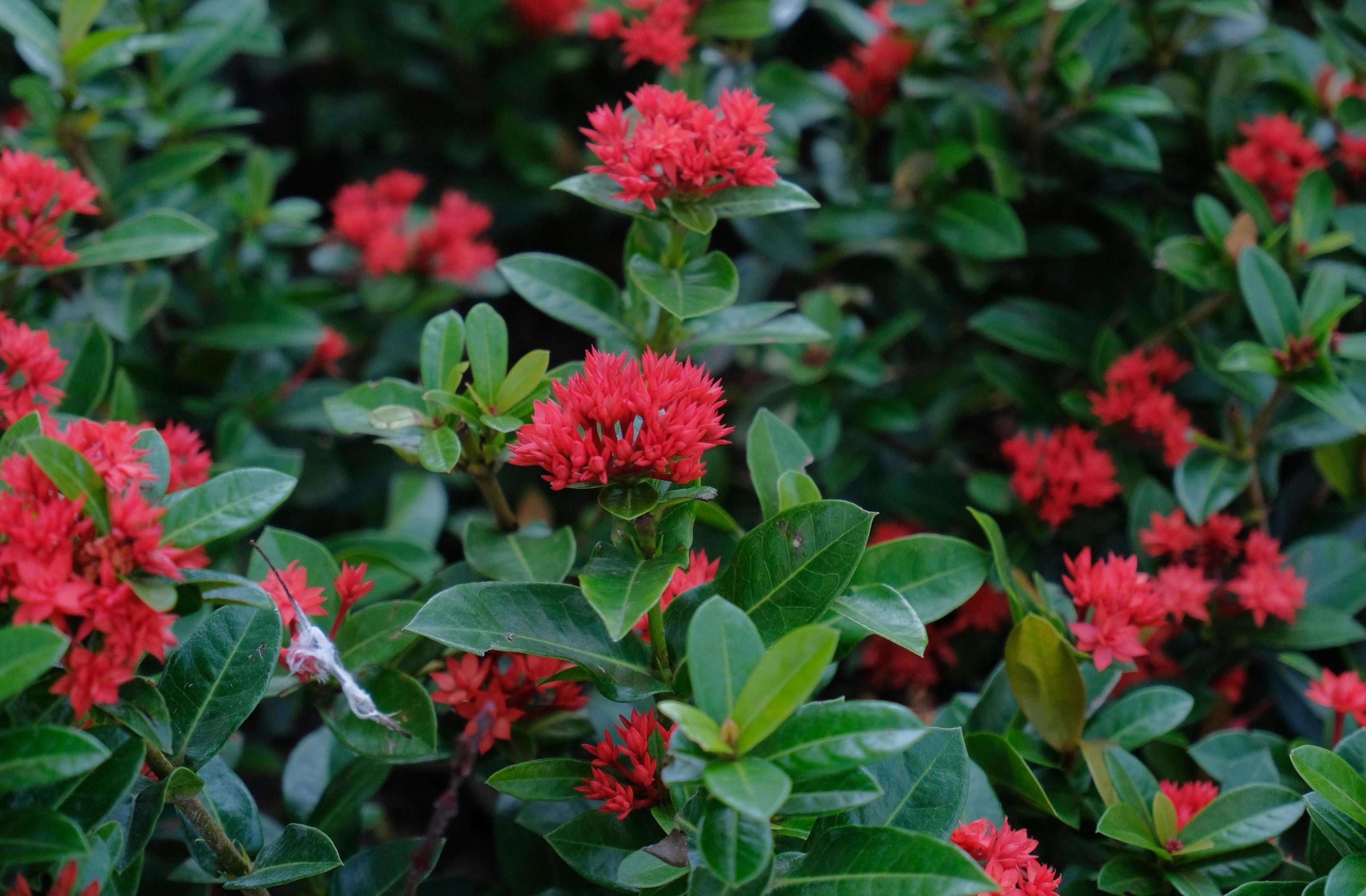 Saraca asoca or Ixora Flower – The ashoka is a rain-forest tree. Red asoka flowers bloom in the garden Stock Free