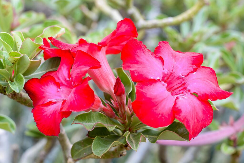 Desert Rose is a bright-colored flowers. Desert Roses are Thai Flower. Stock Free