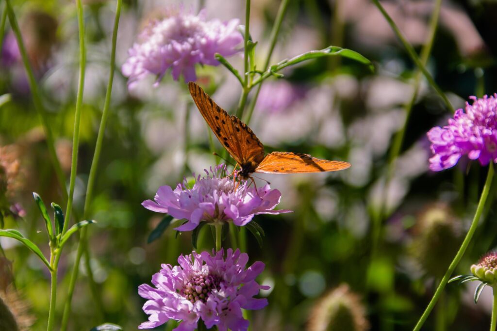 beautiful monarch butterfly fluttering over lilac flowers and thistles Stock Free