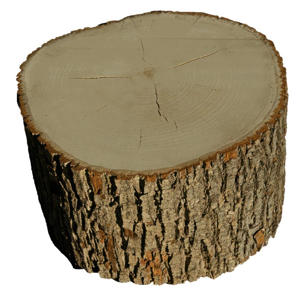 Pine Tree wood stumps on ground after being cut with real wood texture background. Stock Free