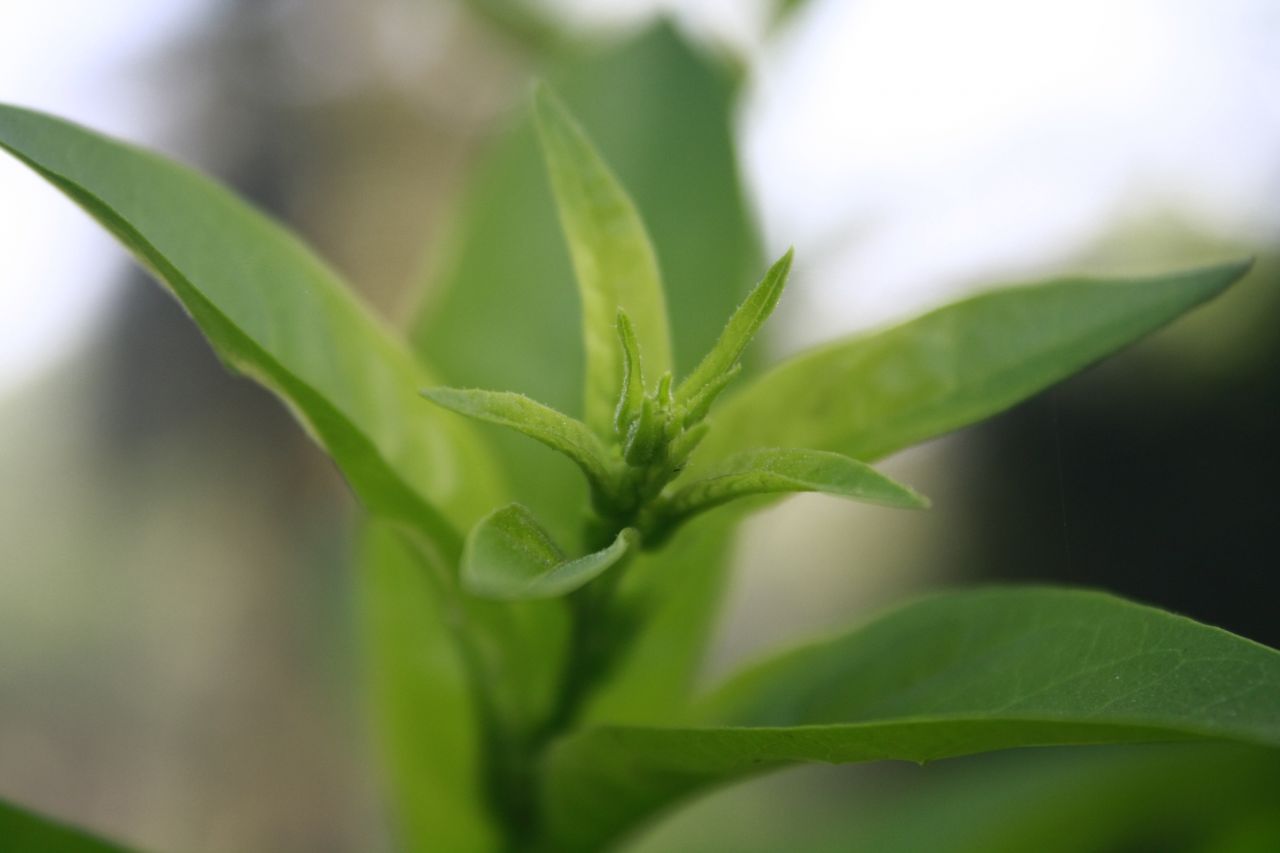 Grass Leaves Closeup Stock Free