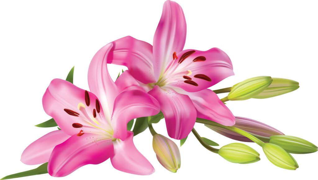 pink lily flower bouquet isolated on white background Free Vector