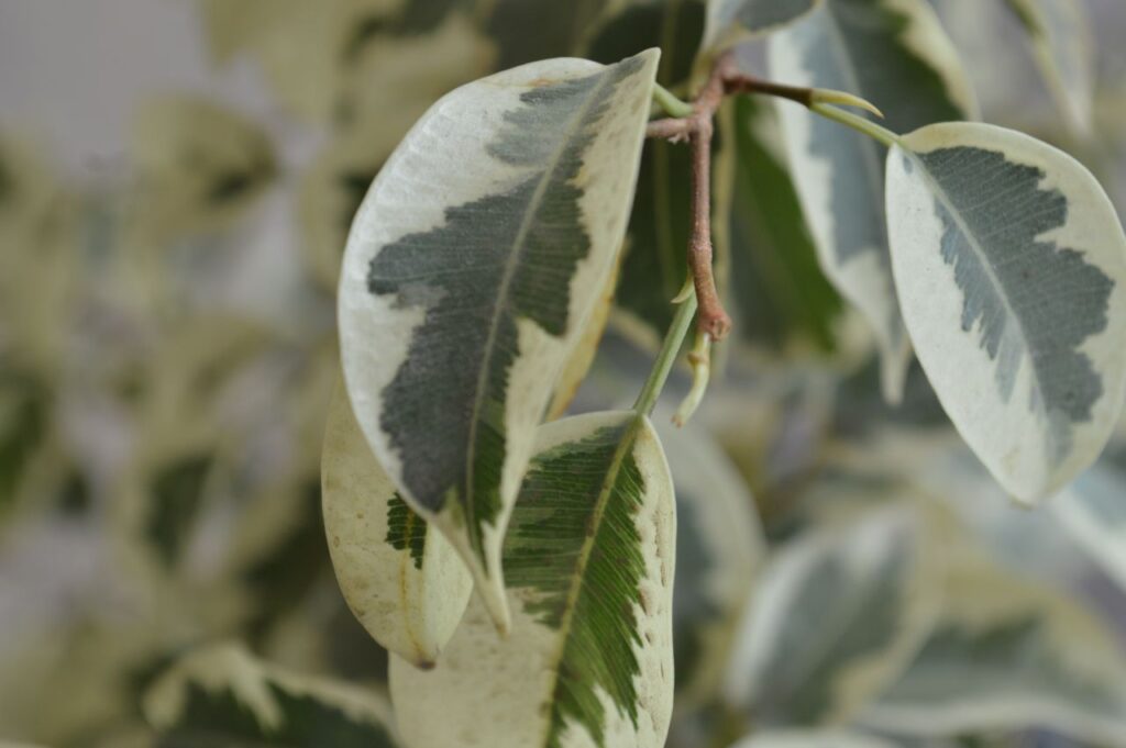 Leaf Closeup Potted Plant Stock Free