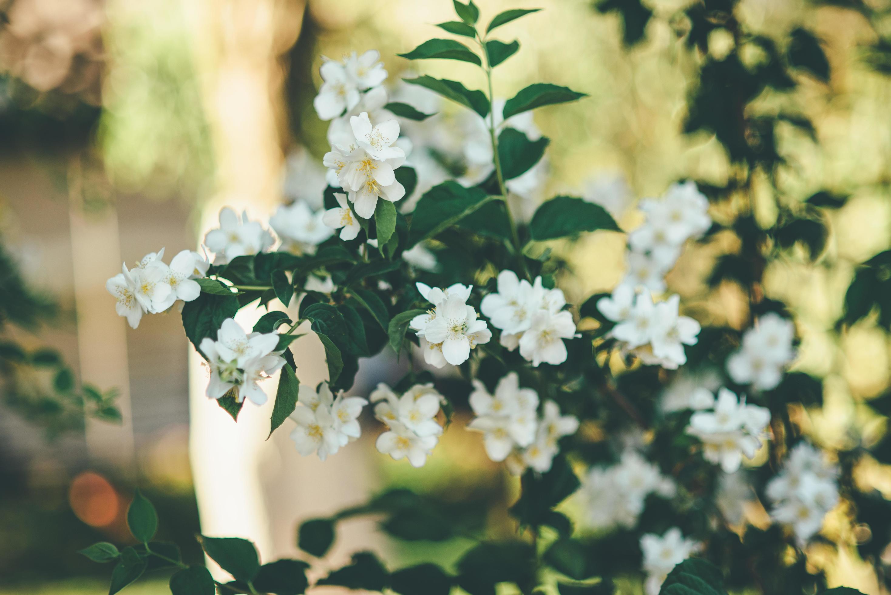 White flowers on a vine Stock Free