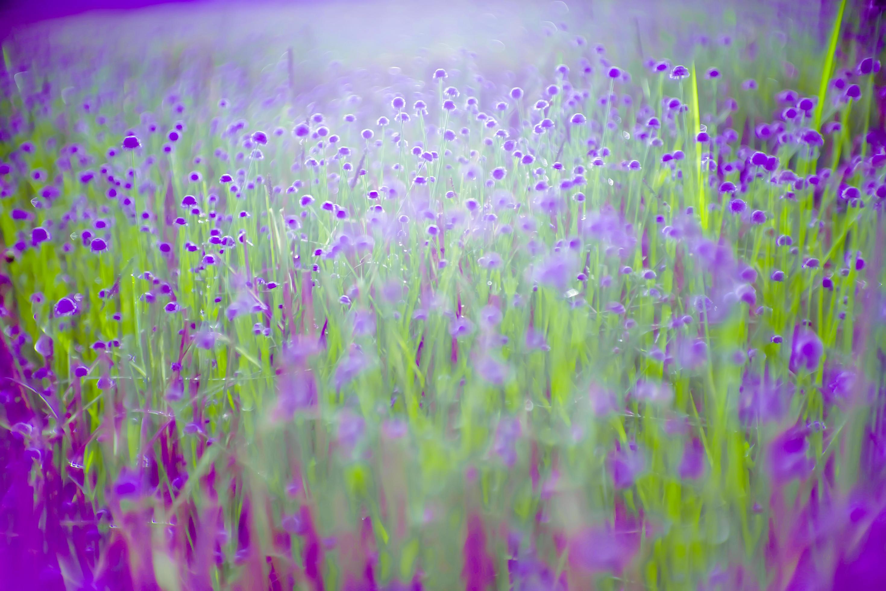 blurred,Purple flower blossom on field. Beautiful growing and flowers on meadow blooming in nature Stock Free