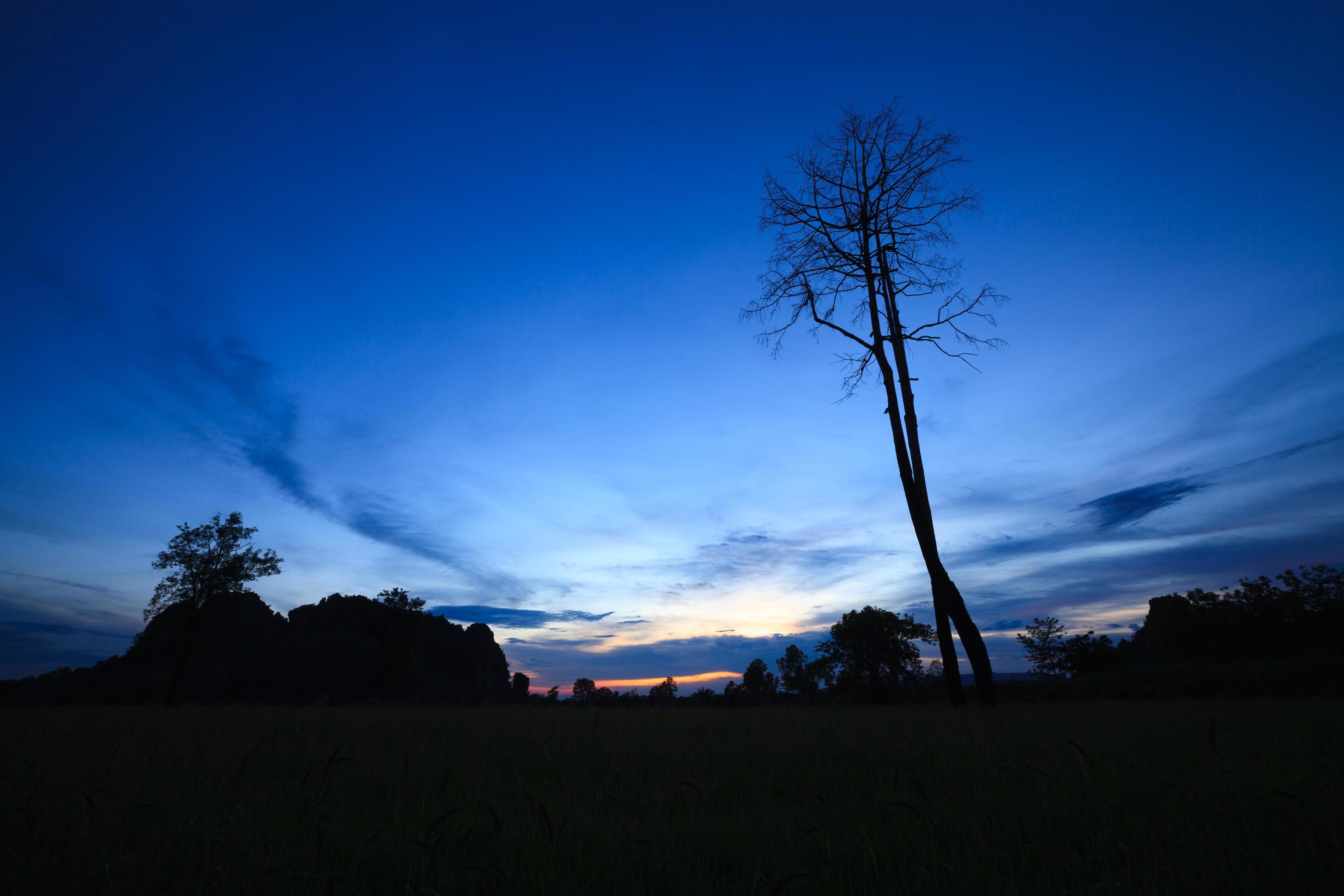 silhouette of trees,twilight of nature. Stock Free