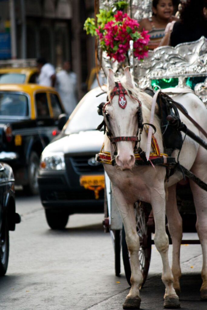 Horse Carriage Traffic Stock Free