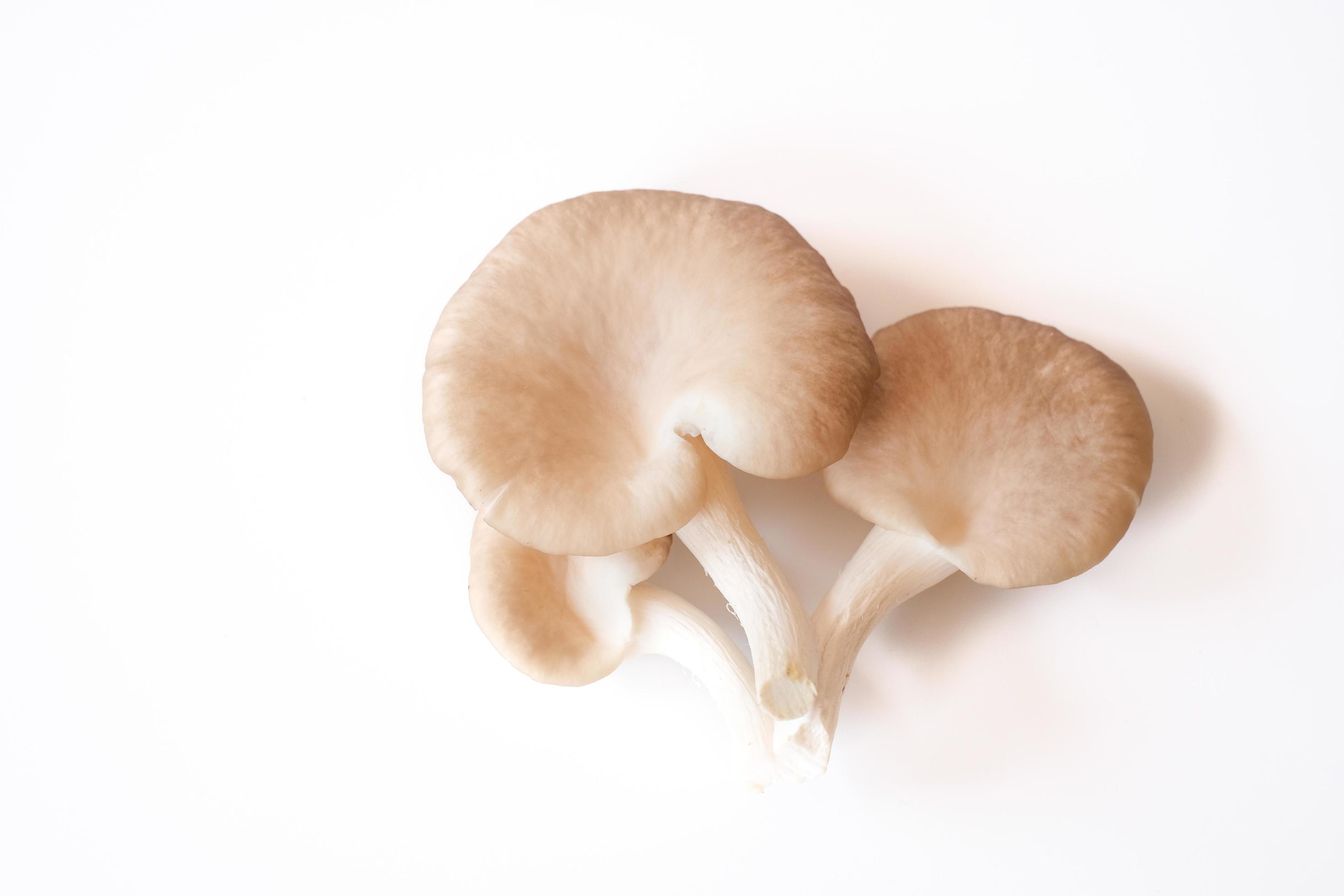 The group of grey oyster mushroom isolated on white background. Delicious and nutritious ingredient for vegetarian and healthy lifestyle people. Stock Free