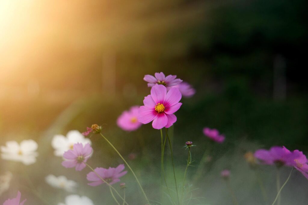 Colorful cosmos flowers with blurred background in the garden. Stock Free