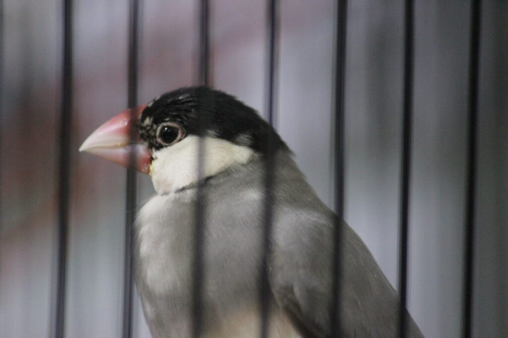 Bird In Cage Bird Show Stock Free