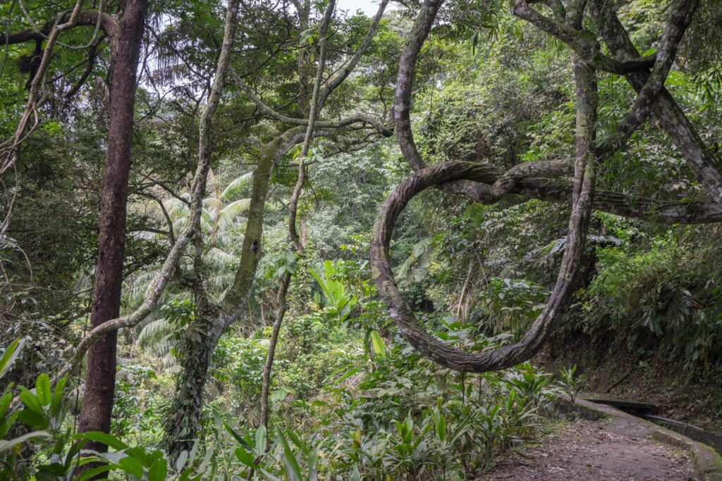 The way going to water fall on the rain forest. The photo is suitable to use for adventure content media, nature poster and forest background. Stock Free