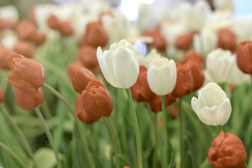 Red and white tulip flower blooming in the spring garden, soft selective focus Stock Free